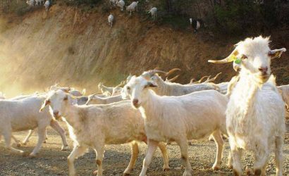 Ankara Keçisi yetiştiricilerine pozitif ayrımcılık