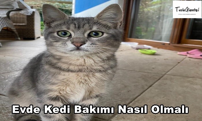 Evde Kedi Bakımı Nasıl Olmalı