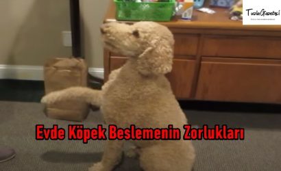 Evde Köpek Beslemenin Zorlukları nelerdir