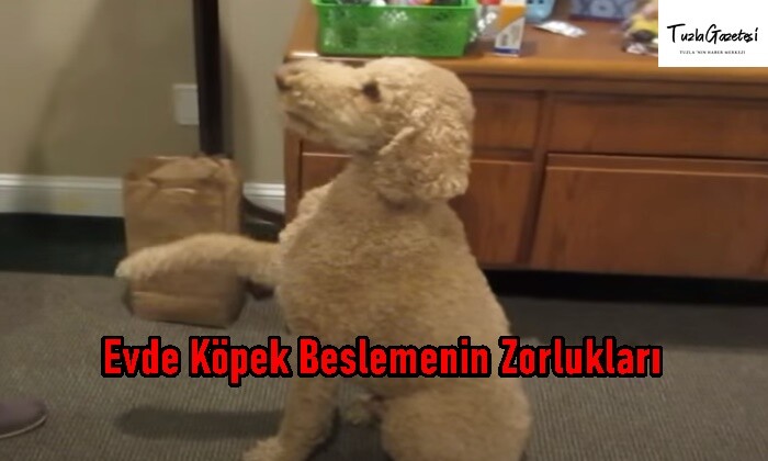 Evde Köpek Beslemenin Zorlukları