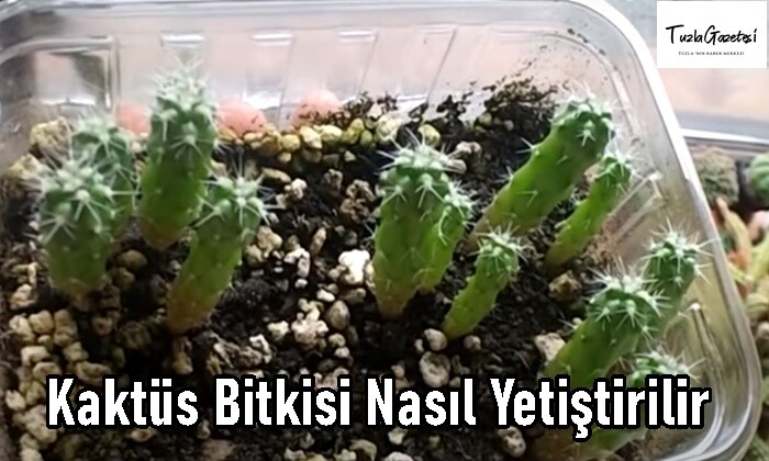 Kaktüs Bitkisi en kolay Nasıl Yetiştirilir