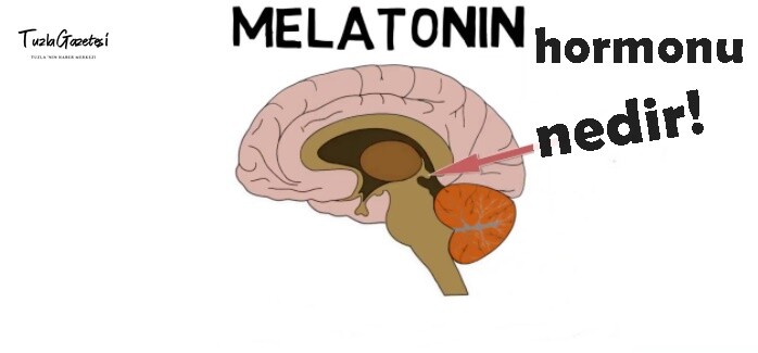 Melatonin Hormonu Nedir