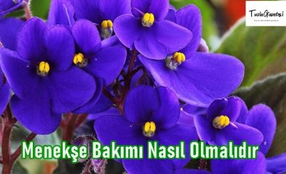 Menekşe Bakımı Nasıl Olmalıdır