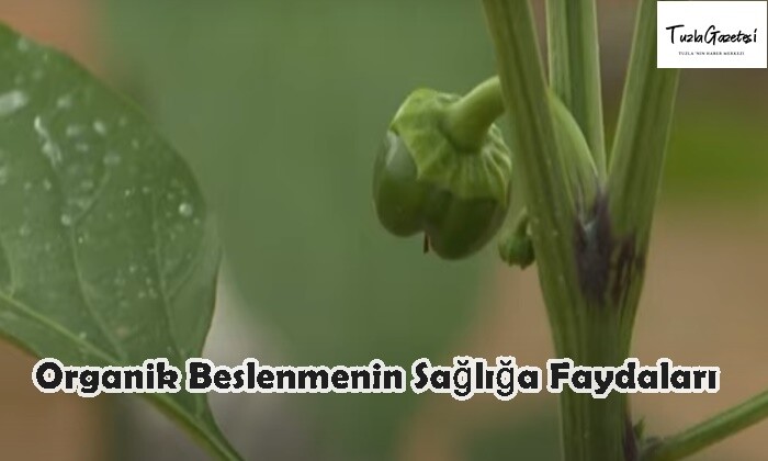 Organik Beslenmenin Sağlığa Faydaları 