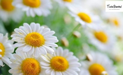 Papatyanın Sağlık ve Cilt için Faydaları nedir