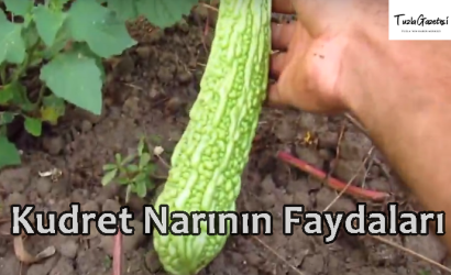 Kudret Narının Faydaları nedir