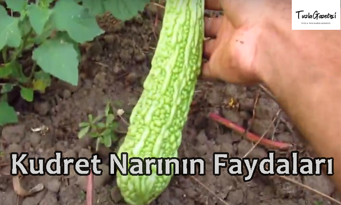 Kudret Narının Faydaları nedir