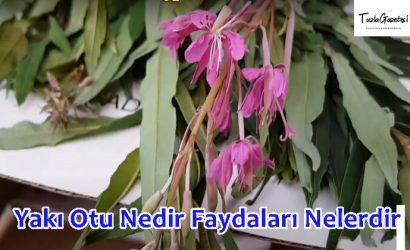 Yakı Otu Nedir Faydaları Nelerdir