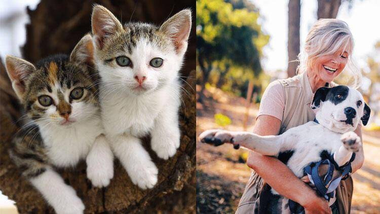 Hayvanları Koruma Yasası değişikliği Meclis’te kabul edildi