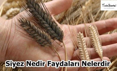Siyez Nedir Faydaları Nelerdir