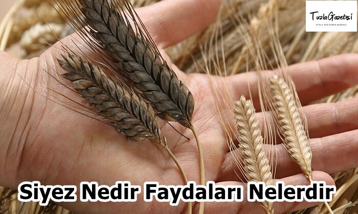 Siyez Nedir Faydaları Nelerdir