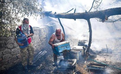 Dünya çam balı üretiminin yüzde 95’i Türkiye’de gerçekleşiyor.