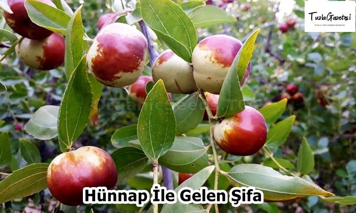 Hünnap İle Gelen Şifa