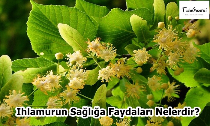 Ihlamurun Sağlığa Faydaları Nelerdir?