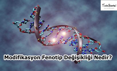 Modifikasyon Fenotip Değişikliği Nedir