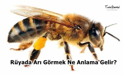 Rüyada Arı Görmek Ne Anlama Gelir