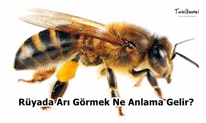 Rüyada Arı Görmek Ne Anlama Gelir?