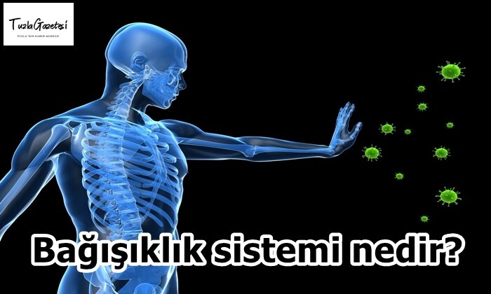 Bağışıklık sistemi nedir?
