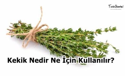 Kekik Nedir Ne İçin Kullanılır