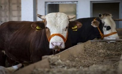 2022 Kızılay kurban bedeli ne kadar