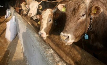 Et Süt Kurumu Elde kalan kurbanlıkları satın alacak