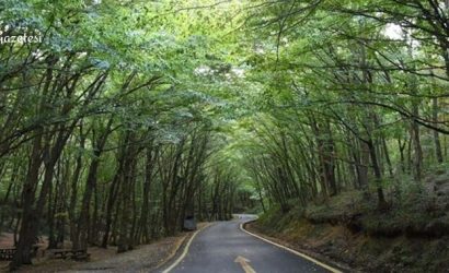 Orman alanlarına girişler 31 Ağustos 2022 tarihine kadar yasaklandı