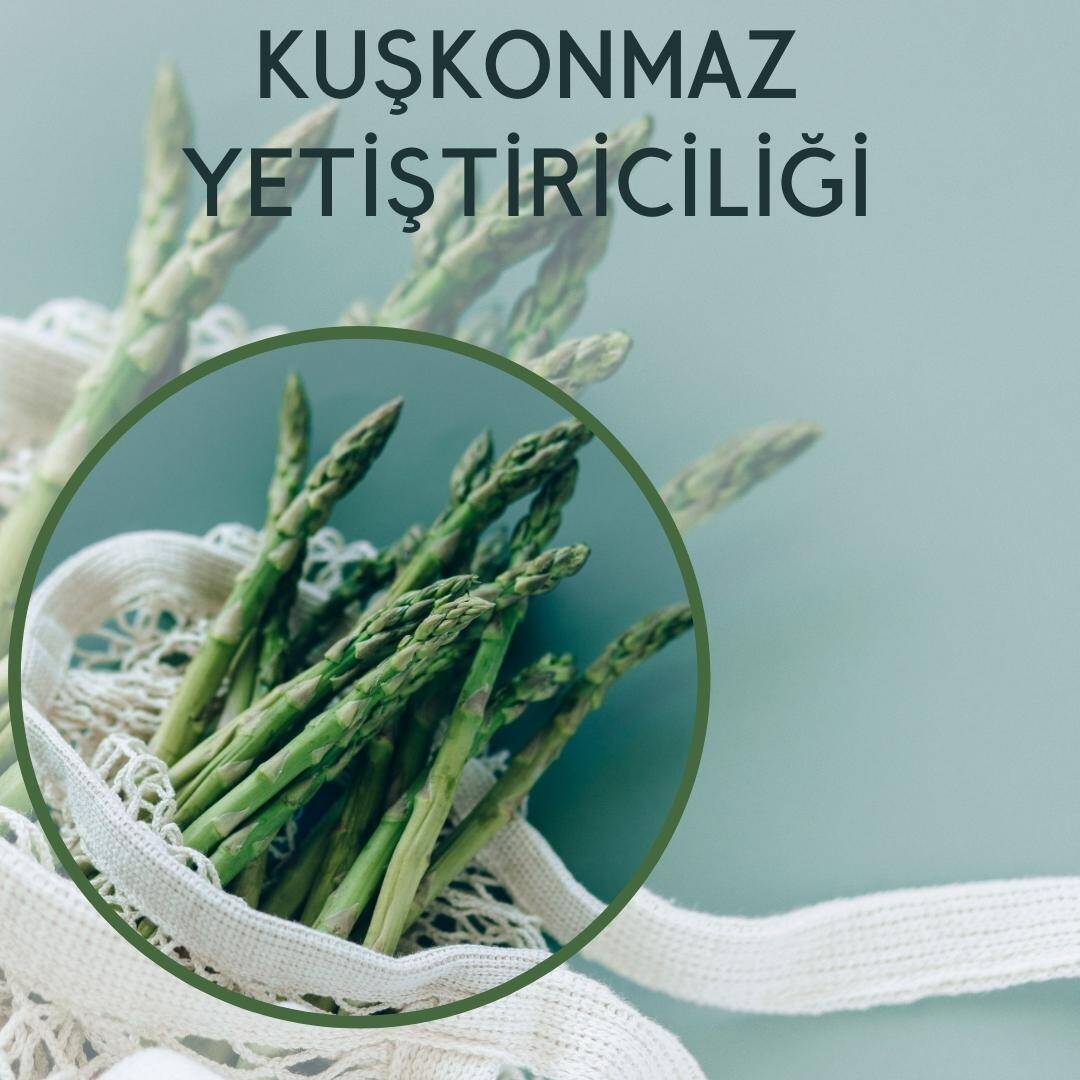 Kuşkonmaz Yetiştiriciliği